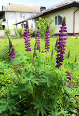 Purple lupine flowers blooming in a green garden near a country house on a sunny summer day..