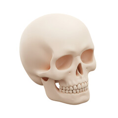 Obraz premium Detailed 3D Render of a Human Skull: Anatomy Study, Medical Illustration, Pale Beige Hues