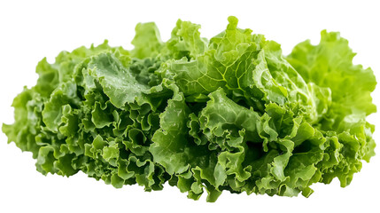 Fresh green leafy lettuce isolated on ready for culinary uses and healthy eating isolated on white transparent background PNG cutout