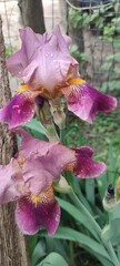Pink irises in dew drops
