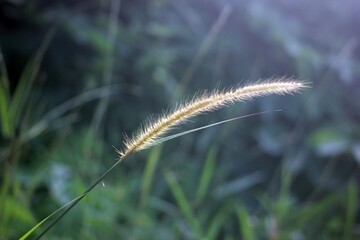 Single Seedhead of Foxtail Grass in Sunlight