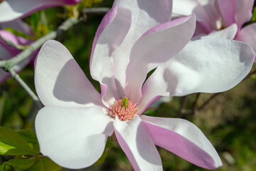 Close-Up of a Blooming Magnolia Flower in Springtime selective focus
