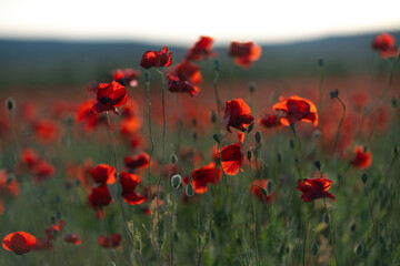 Poppies field spring: Red poppies bloom in a meadow, lit by the sun at twilight, symbolizing...
