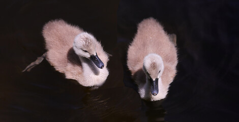 A pair of very small cygnets are already looking for food on their own..