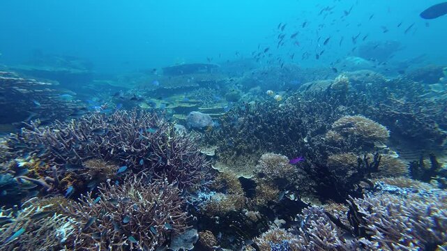 Derawan island, Indonesia: Underwater slow motion footage of the coral reef  during a scuba diving trip by the Sangalaki island near Maratua in Indonesia Borneo