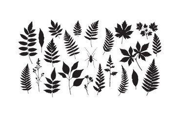 Fototapeta premium Collection of Black and White Silhouette Botanical Leaf Illustrations Ferns, Maple, and More