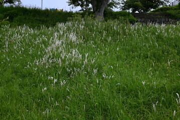 Cogon grass fluff. Poaceae perennial weeds. White spikes appear in early summer, and the seeds are carried far away by the fluff.