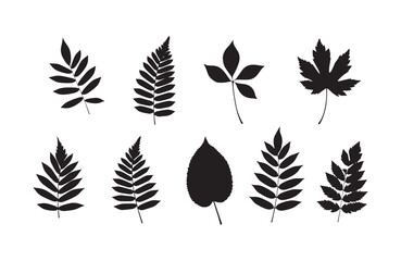 Collection of Ten Silhouettes of Different Leaves Ferns, Maple, and More