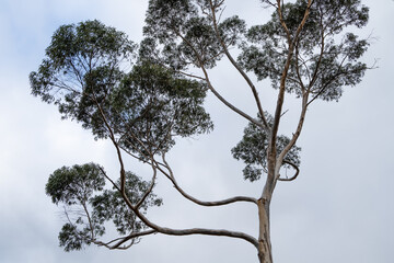 Eucalyptus Trees Canopy View Looking Up Against Overcast Sky