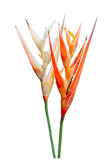 Strelitzia reginae or Bird of paradise flower on white background