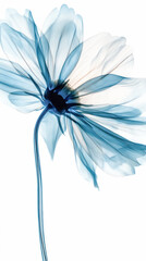 Obraz premium Delicate blue chamomile flower x-ray illustration with soft translucent petals and graceful stem, showcasing ethereal beauty and artistic expression in nature