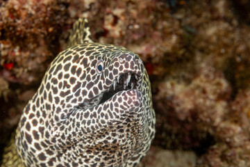 Mozambique, Inhambane, Tofo, Laced, Honeycomb Moray Eel (Gymnothorax favagineus)