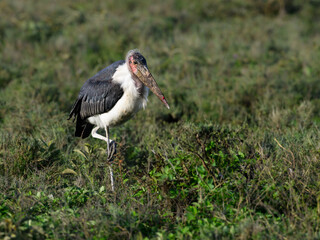 Marabou Stork Standing in African Grassland