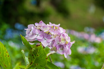 淡いピンク色の紫陽花のクローズアップ