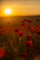 Obraz premium Poppies Sunset Field: Red poppy flowers bloom in field at sunset, creating landscape view for beauty.