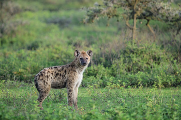 Spotted Hyena in African Grassland Habitat