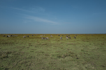 Herd of Zebras Grazing in African Savannah