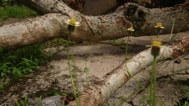 Coatbuttons or tridax daisies are often found in various countries with tropical climates.