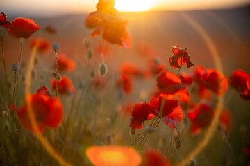 Poppies Sunset Field: Red flowers bloom in field during sunset, summer; for pollination and beauty.