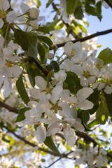 White spring blossoms in natural sunlight