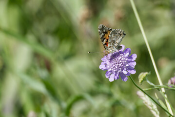 Painted Lady (Vanessa Cardui) Butterfly sitting on a small scabious in Zurich, Switzerland