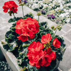 Red geraniums in a concrete planter.