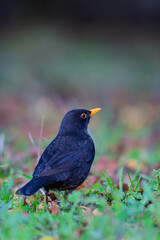 A male common blackbird (Turdus merula) standing on the ground among grass and fallen leaves, captured in soft autumn light.