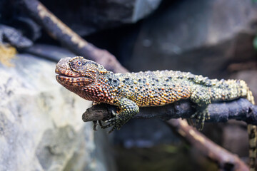 Fototapeta premium Chinese Crocodile Lizard on a Branch