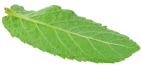 Obraz premium Geen mint leaf on isolated background, close up