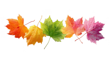 Four maple leaves in vibrant colors illustrate the seasonal transition from spring to winter, adorned with water droplets against a transparent background
