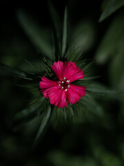  Macro photo of a vivid pink flower with dark green leaves, captured in soft light with a shallow depth of field and moody, natural background