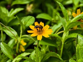 bees are sucking nectar from wedelia flowers