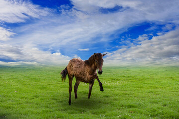 two horses on a meadow