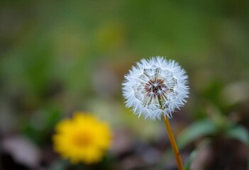 A lone dandelion, rain-soaked petals, blurred background, meadow, delicate