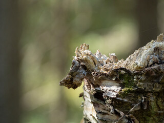 Imaginary shape on an old tree stump