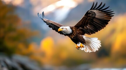 Obraz premium A stunning image capturing a majestic eagle soaring gracefully over a vibrant autumn landscape, symbolizing freedom, strength, and the beauty of nature.