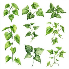 Hand-Painted Watercolor Vine Collection: Detailed Illustrations of Liana Leaves and Climbing Foliage on a White Background