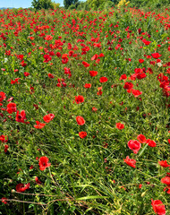 Vibrant field of red poppies blooming in sunny countryside landscape  