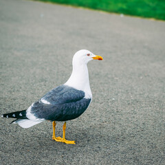 Obraz premium Seagull standing on asphalt, looking right.