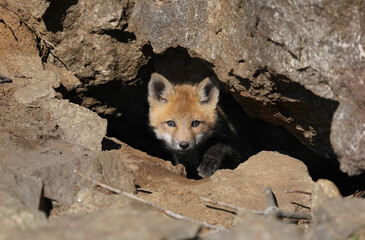 face of red fox in nature