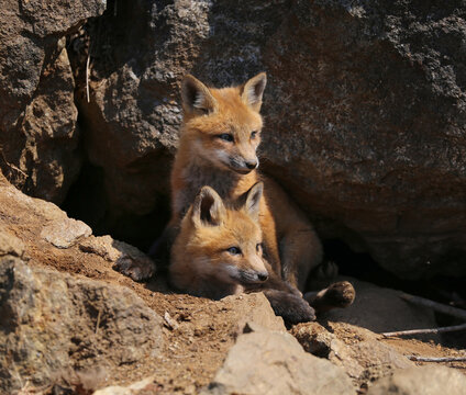two red fox in nature