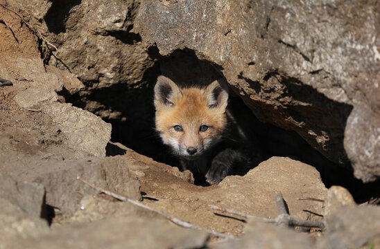 face of red fox in nature