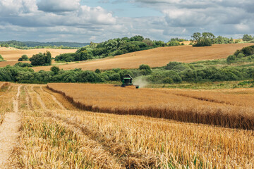 Obraz premium Kaliningrad, RUSSIA - July 27, 2022: Deutz-Fahr combine harvester cutting through tall rapeseed field