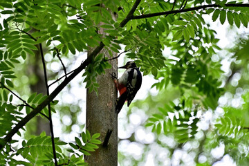 A woodpecker in the forest on a tall tree looking for food.