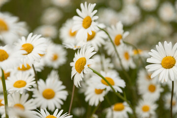 Fototapeta premium Background. Blooming daisies in the field. Medicinal herb - chamomile. Collection of useful herbs