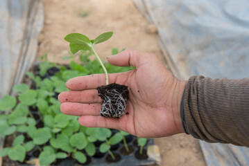 The man hold the sapling for plant