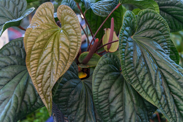 Closeup to fresh leaf of Anthurium hybrid in the pot  
