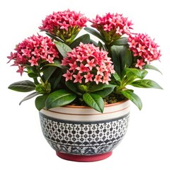 Beautiful Ixora Plant with Pink Flowers in Pot