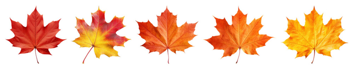 Fototapeta premium PNG Vibrant autumn maple leaves display, element set on transparent background