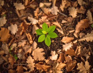 Dead leaves encircle a vibrant new plant growing in the middle.